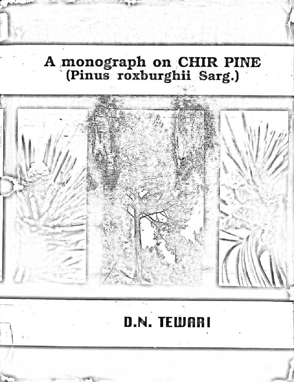 A MONOGRAPH ON CHIR PINE (PINUS  ROXBURGHII SARG)