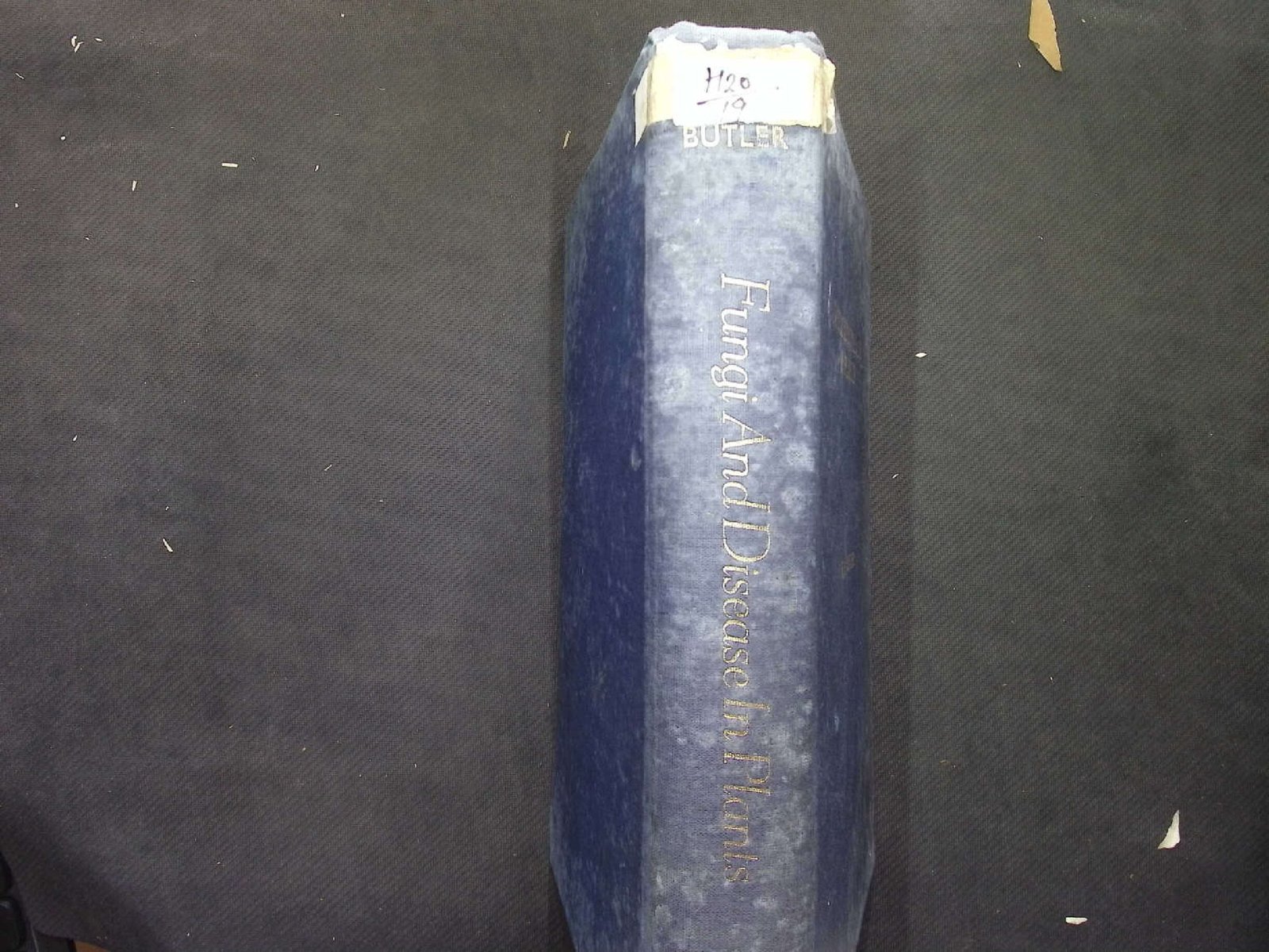 FUNGI AND DISEASE IN PLANTS 1981